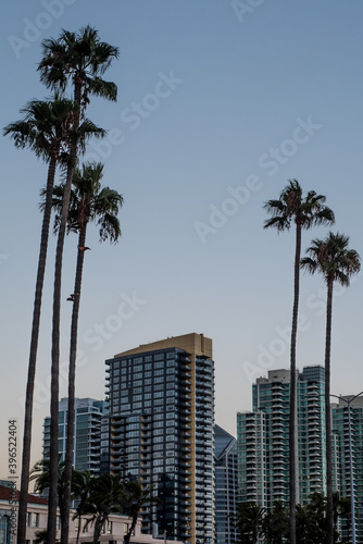 Palm trees and skyscrapers, San Diego, California, USA © Panos