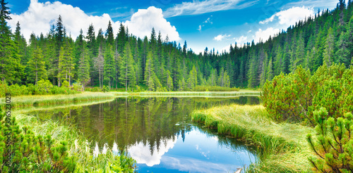 Fototapeta Naklejka Na Ścianę i Meble -  Blue water in a forest lake panorama with pine trees