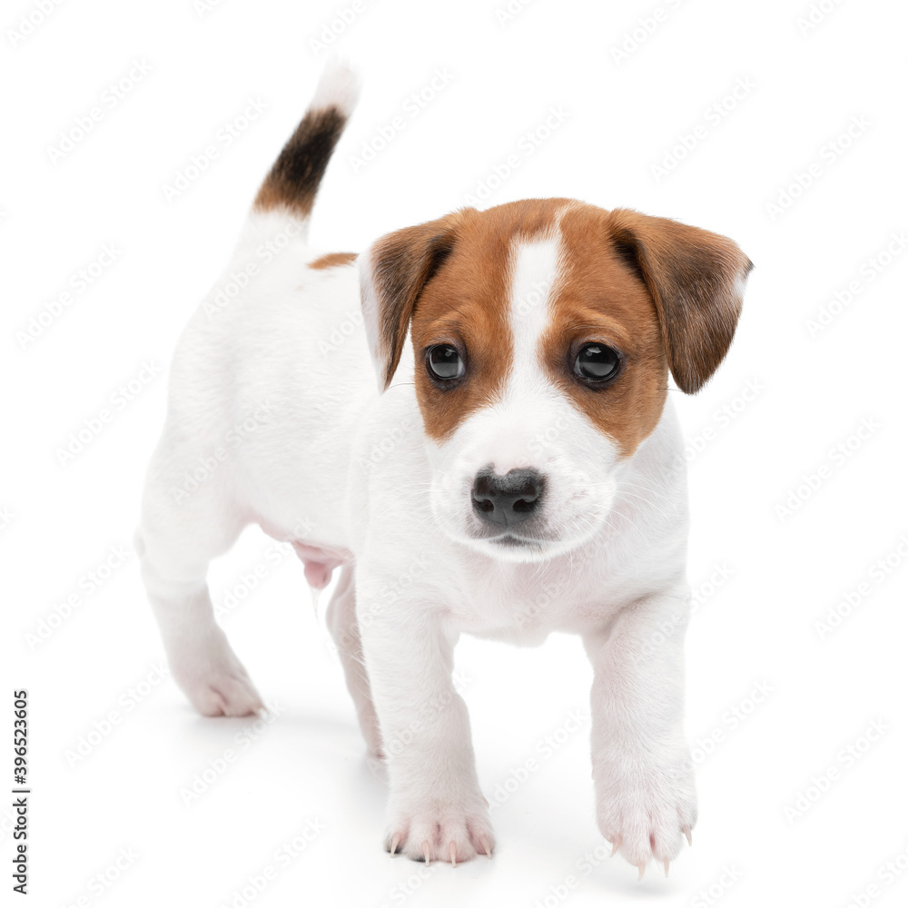 Puppy Jack russell terrier standing isolated on white background.