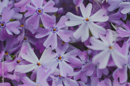subulate phlox flowers background 