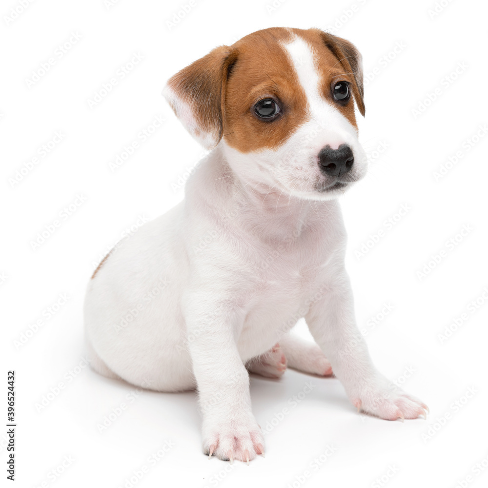 Jack Russell Terrier puppy isolated on white background. Dog jack terrier sitting front view studio shot.