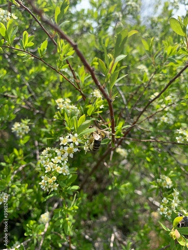 green leaves background