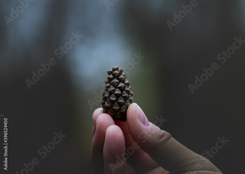 Matte. Toned image of a fir cone in the fingers.