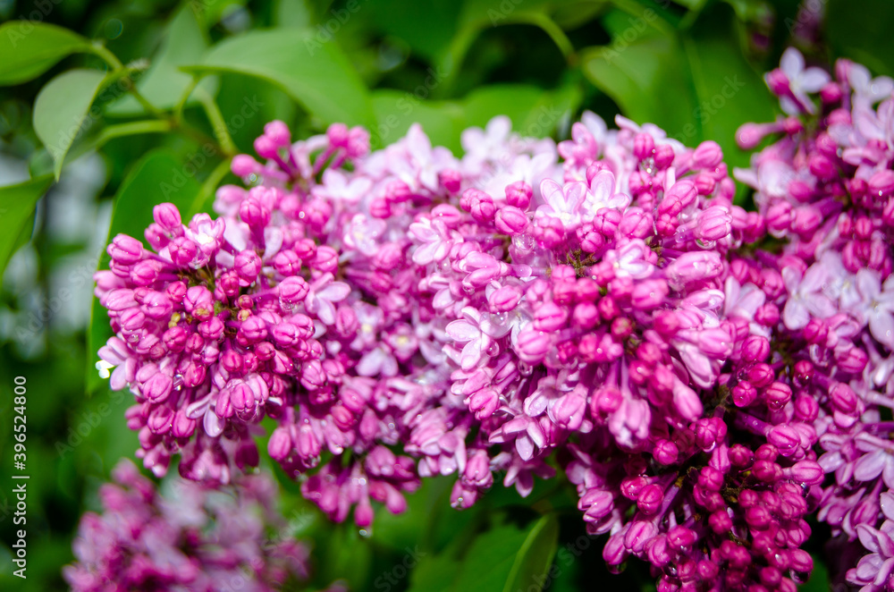 Blooming lilac among green foliage