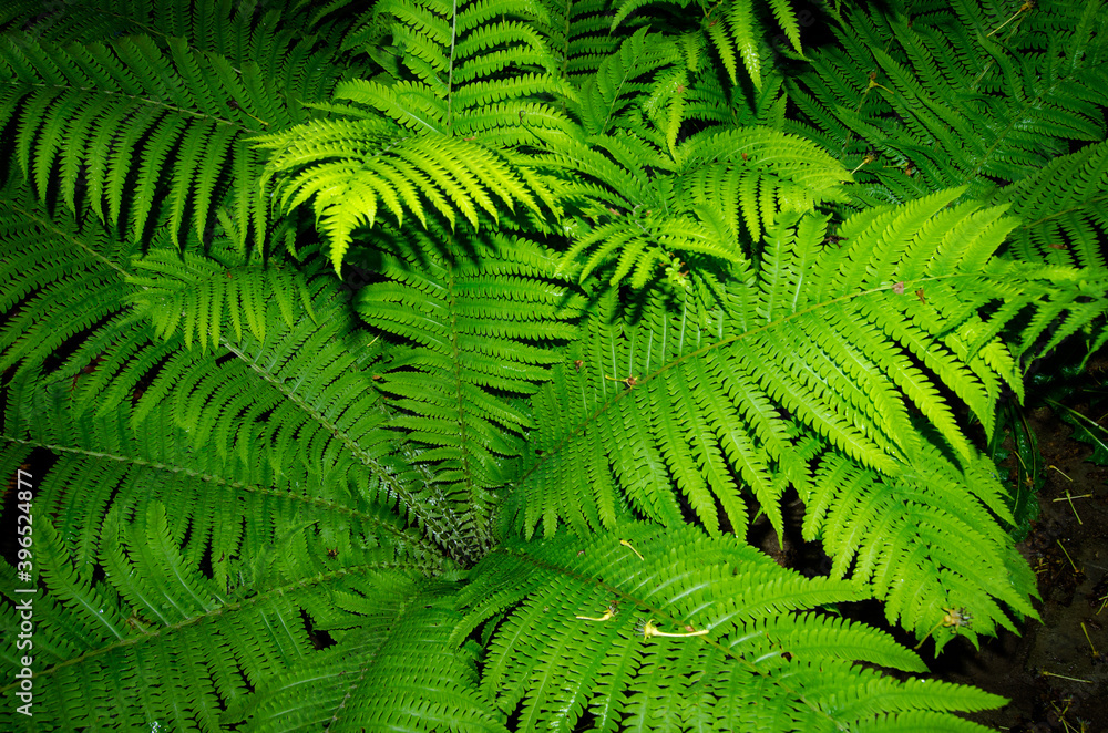 Fern leaves. Photo from above