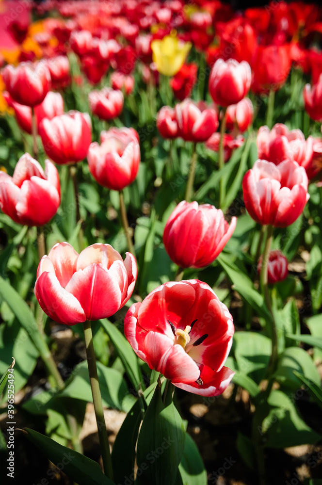 a field of red tulips.
