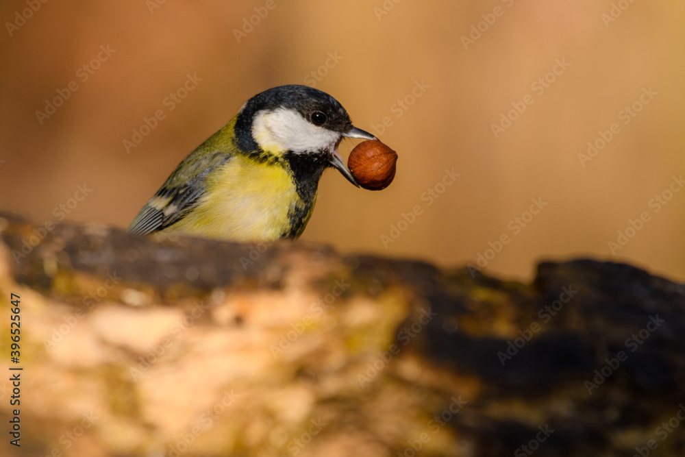 Obraz premium Great tit with a hazelnut
