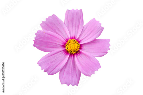 Pink cosmo flowers isolate on white background