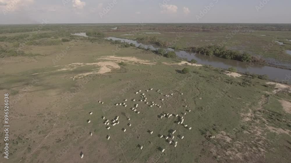 White cattle herd running near a river White cattle herd running near a river