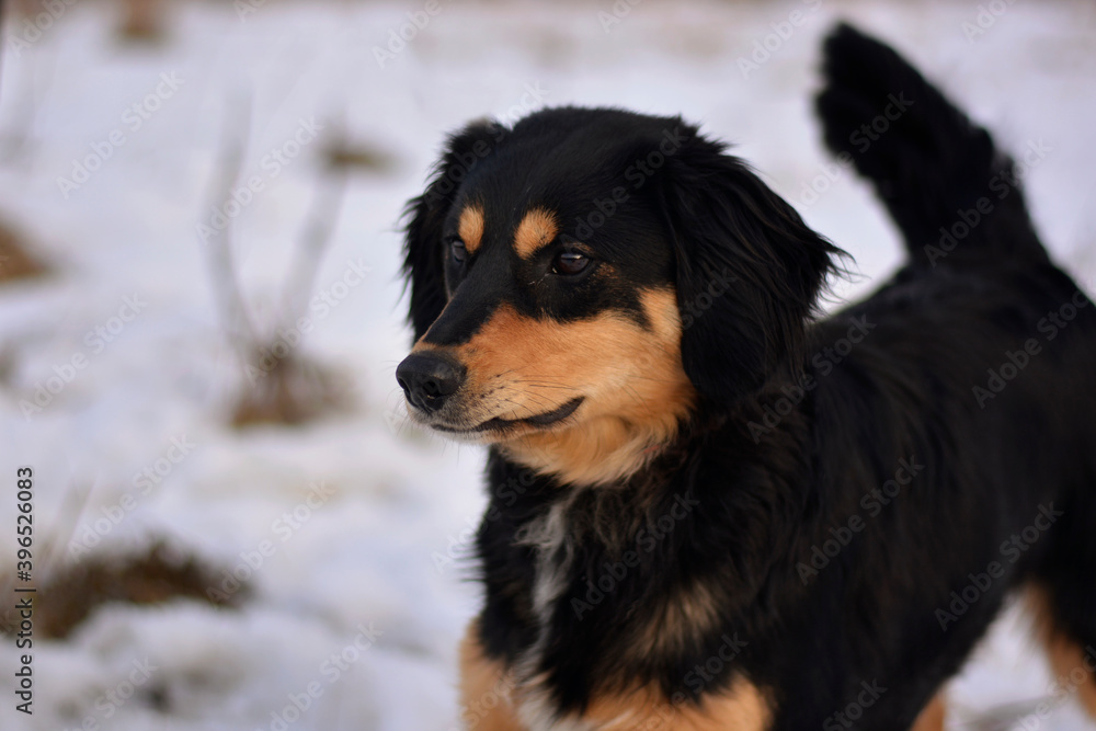 Beautiful dog winter portrait