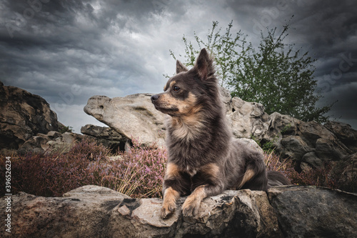 Portrait Hund sitzt auf Felsen mit dramatischem Himmel im Hintergrund in der Natur
