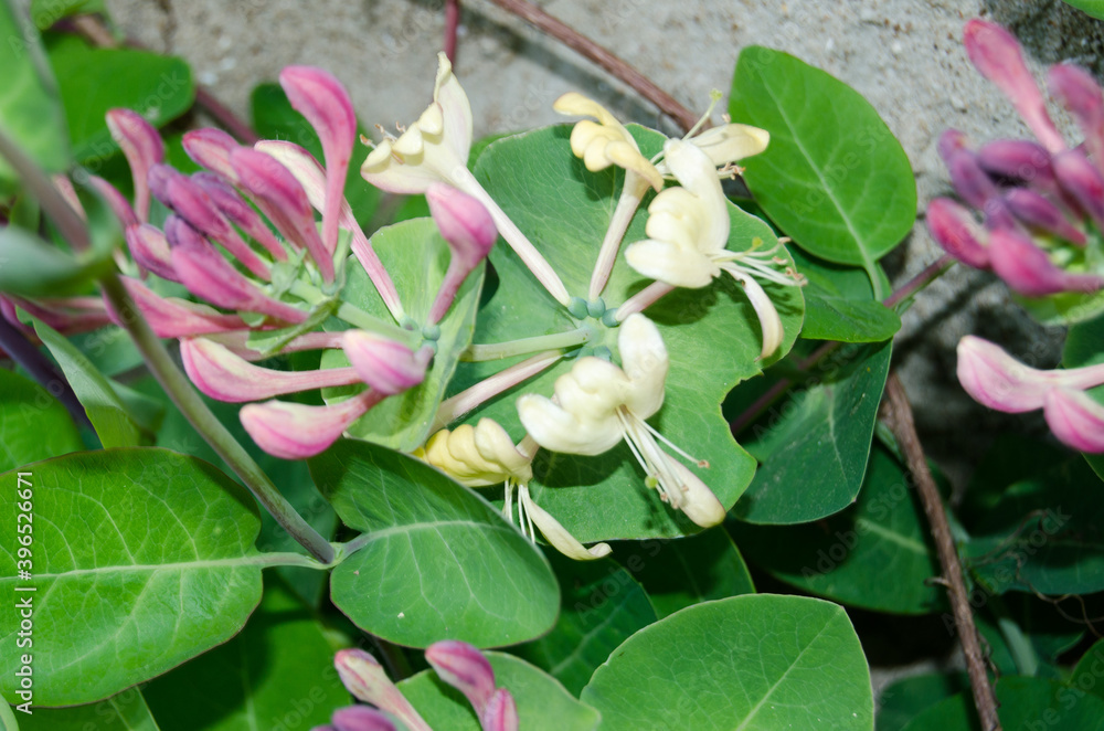 Obraz premium Photo of blooming honeysuckle in the garden