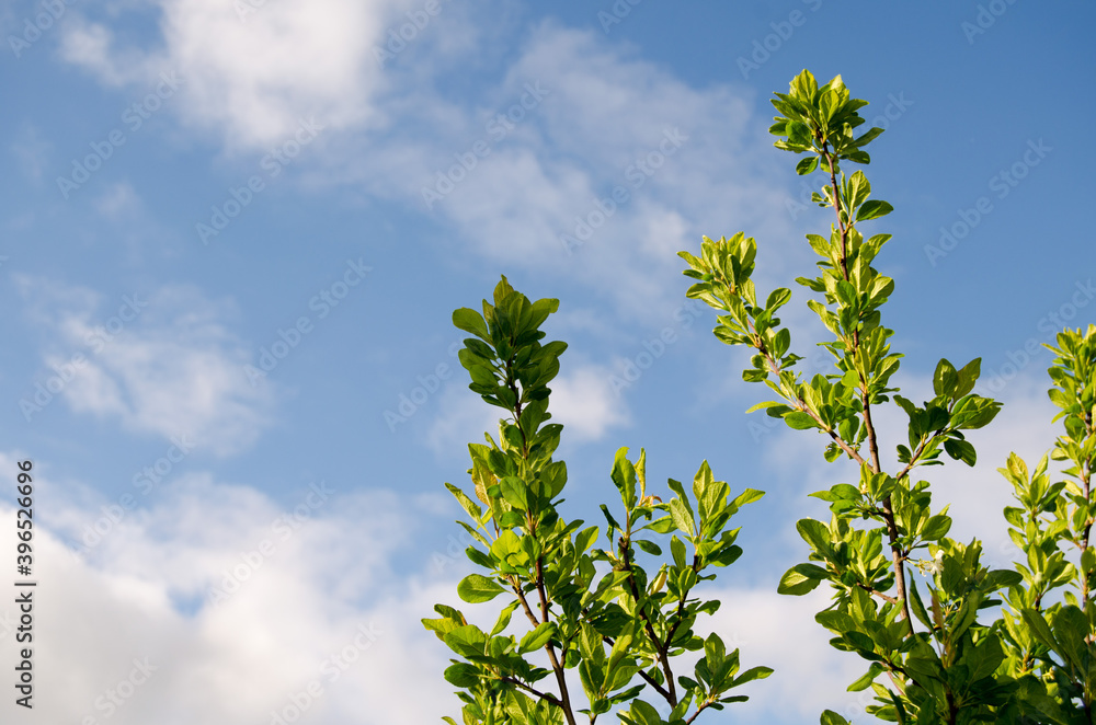 White buds of blossoming cherry. Photo against the sky White buds of blossoming cherry. Photo against the sky
