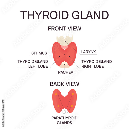 Thyroid gland diagram in front and back view
