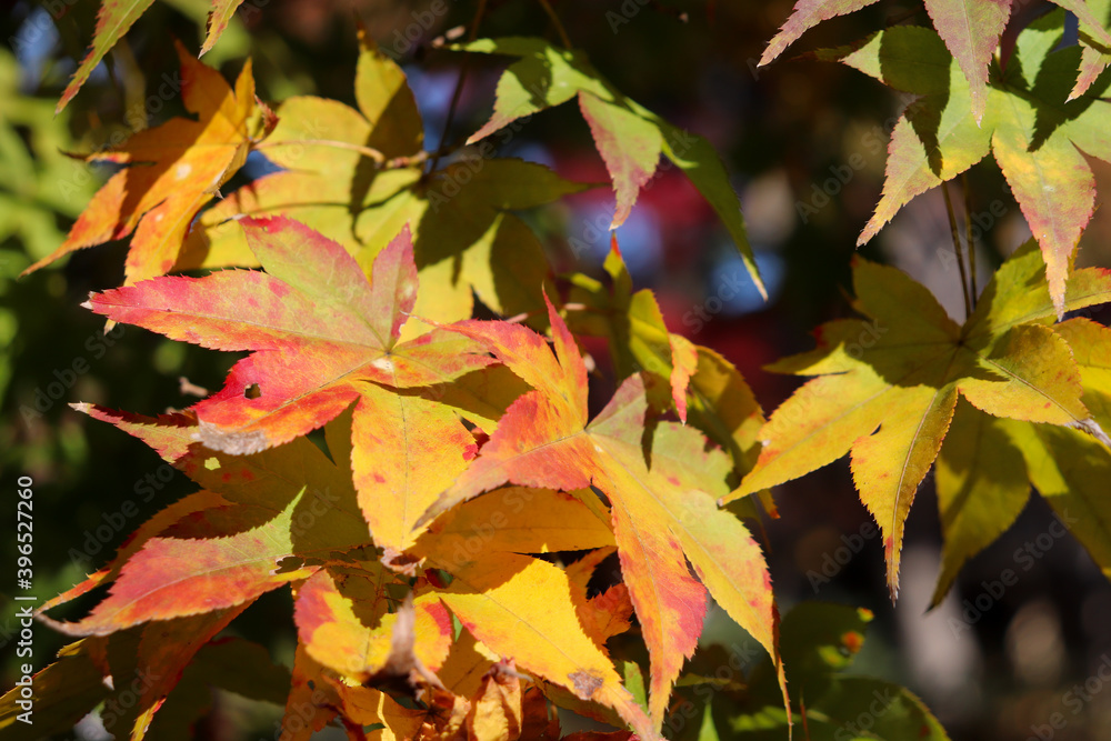 Fototapeta premium 紅葉 もみじ 紅葉狩り 和風 日本 黄色 赤い