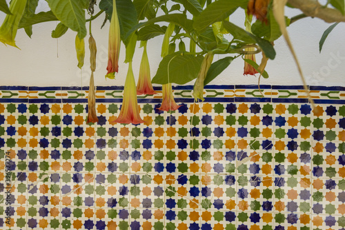 Brugmansia vulcanicola flower And azulejos in the  railway station of Olhao, Portugal  photo