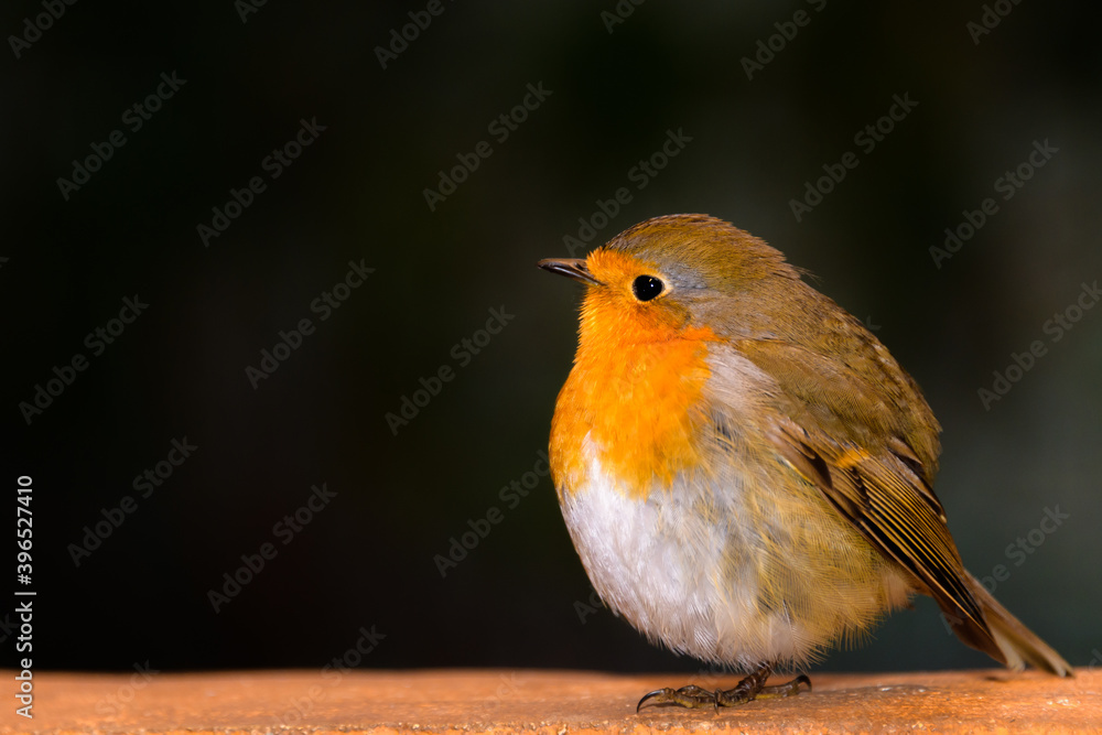 Fototapete mit Fat robin #396527410
