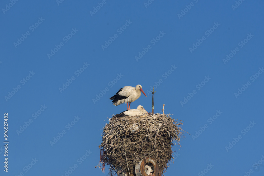 stork on the chimney of an abandoned factory in Olhao, Algarve, Portugal stork on the chimney of an abandoned factory in Olhao, Algarve, Portugal