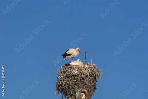 stork on the chimney of an abandoned factory in Olhao, Algarve, Portugal