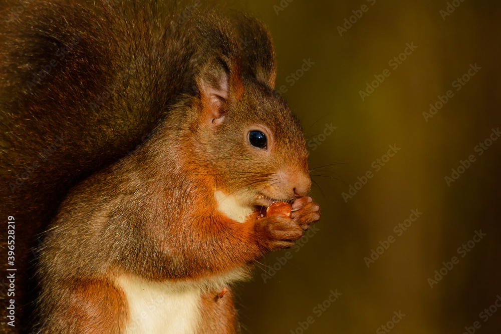 Obraz premium Cute red squirrel with hazelnut