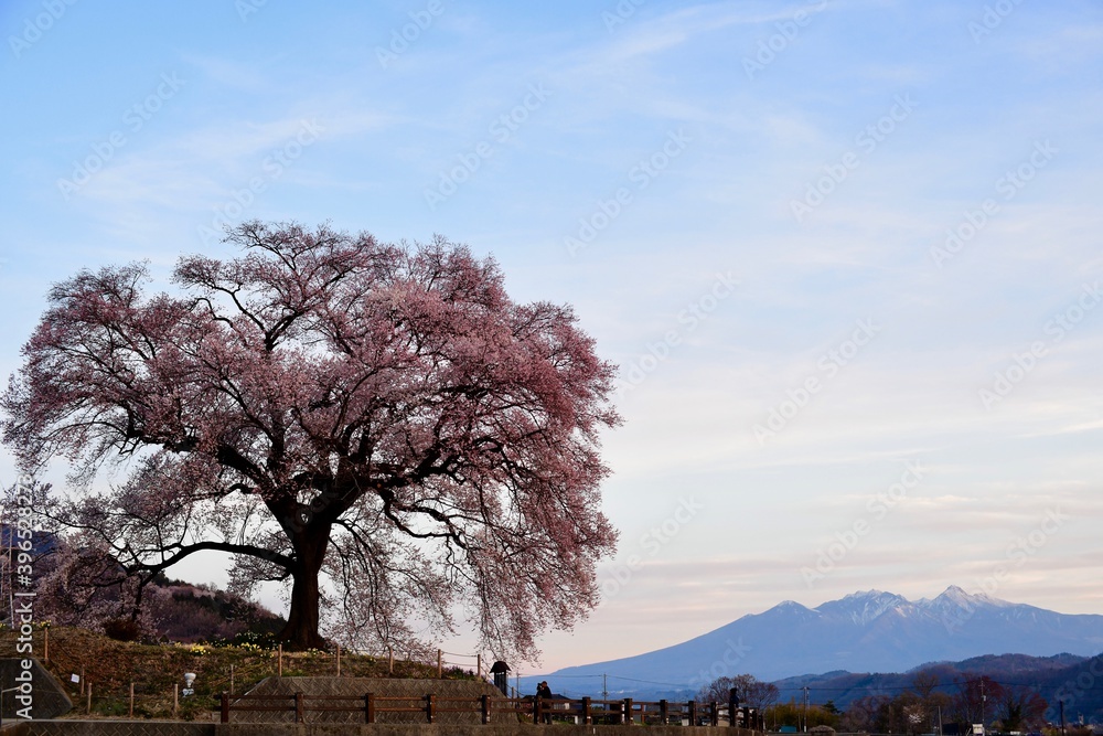 Wanizuka no sakura (cherry blossom of Wanizuka) over Yatsugatake mountains in Nirasaki, Yamanashi, Japan
Wanizuka no sakura (cherry blossom of Wanizuka) over Yatsugatake mountains in Nirasaki, Yamanashi, Japan