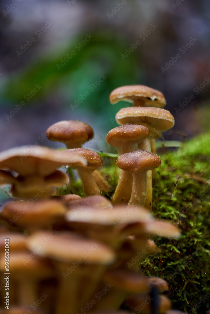 Agaric honey mushrooms Agaric honey mushrooms