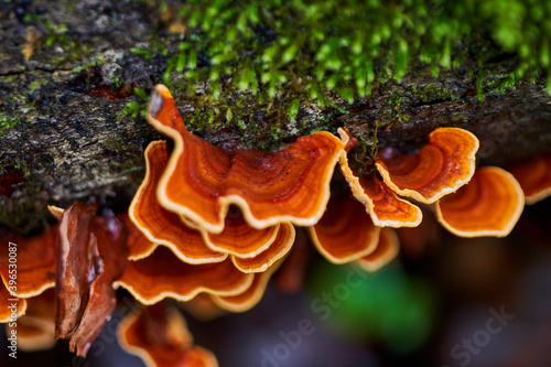 Mushroom colony on a tree