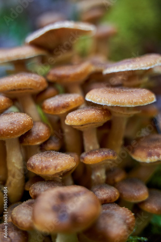 Agaric honey mushrooms photo