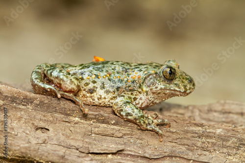 Alytes obstetricans, amphibian with greenish hues on the wood with faded background