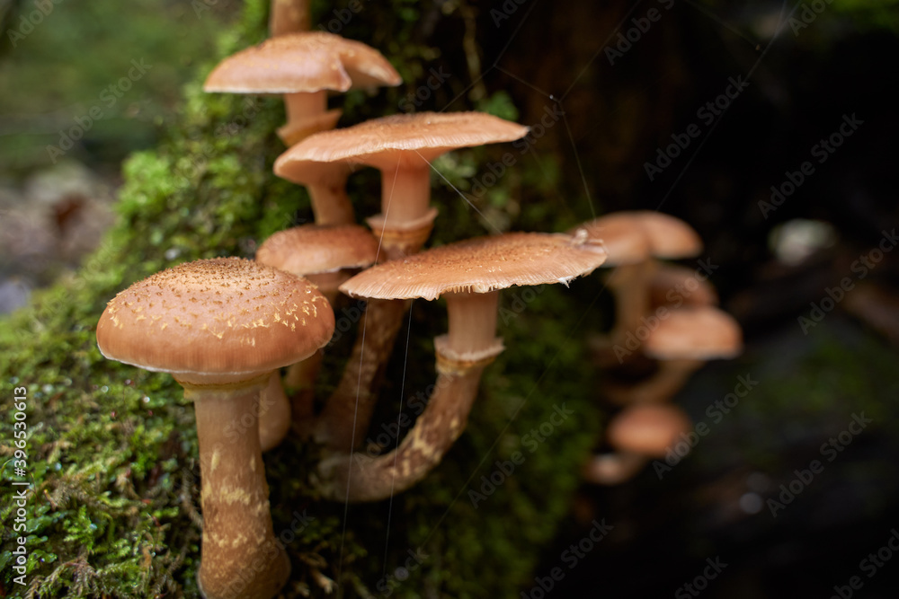 Fototapeta premium Agaric honey mushrooms