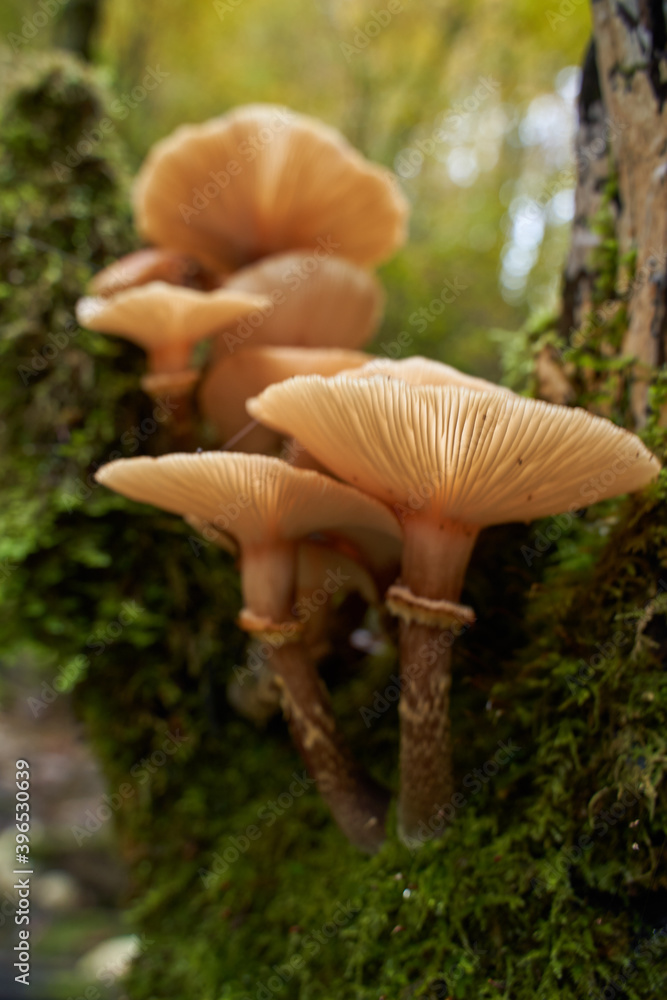 Agaric honey mushrooms Agaric honey mushrooms
