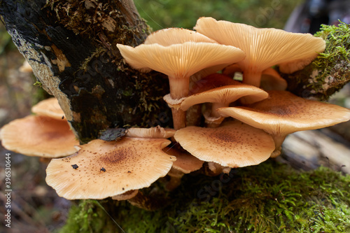 Agaric honey mushrooms photo