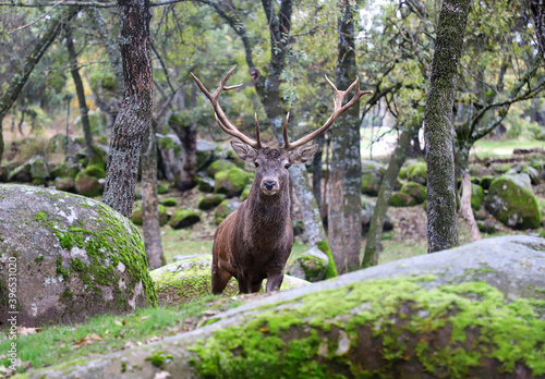 ciervo en el bosque 