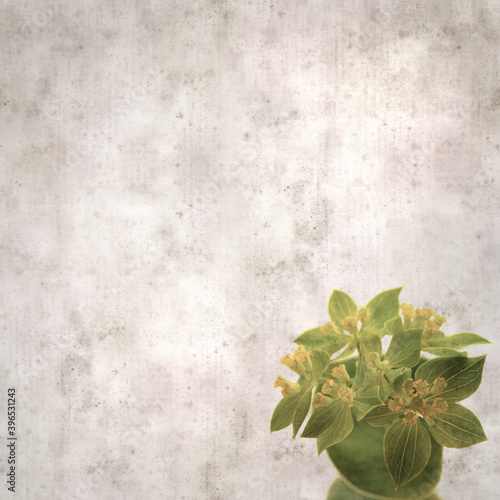 stylish textured old paper background with foliage plant round leaved bupleurum © Tamara Kulikova