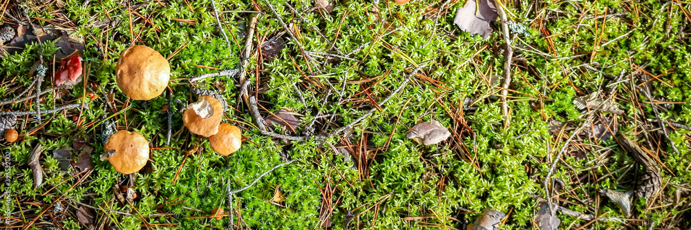 Wild brown mushrooms in a wet autumn forest . Natural forest background. Banner. Wild brown mushrooms in a wet autumn forest . Natural forest background. Banner.