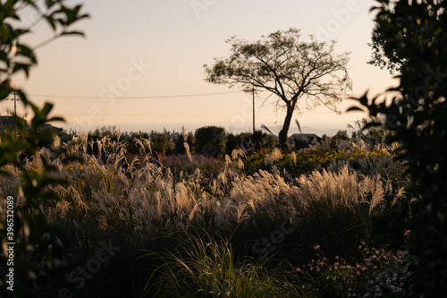 sunset in the field