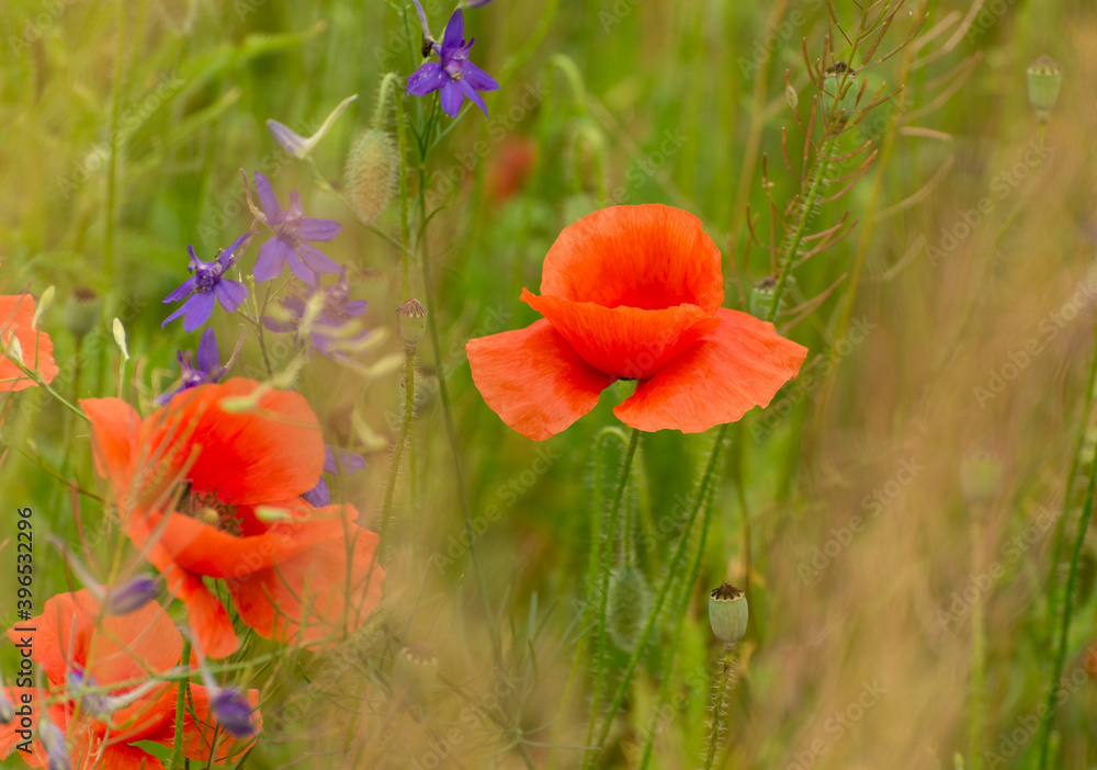 Beautiful red poppies on a summer field. Opium flowers, wild field. Summer background.