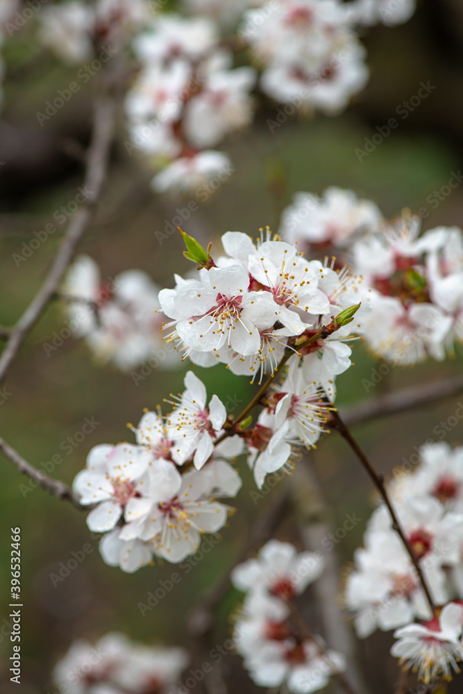 Nice white apricot spring flowers branch macro photography nature awakening Nice white apricot spring flowers branch macro photography nature awakening
