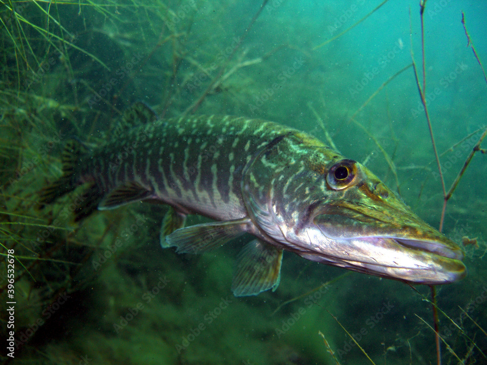 Fototapeta premium Hecht im Kulkwitzer See