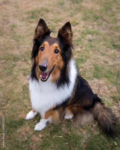portrait of cute sittling rough collie dog in nature