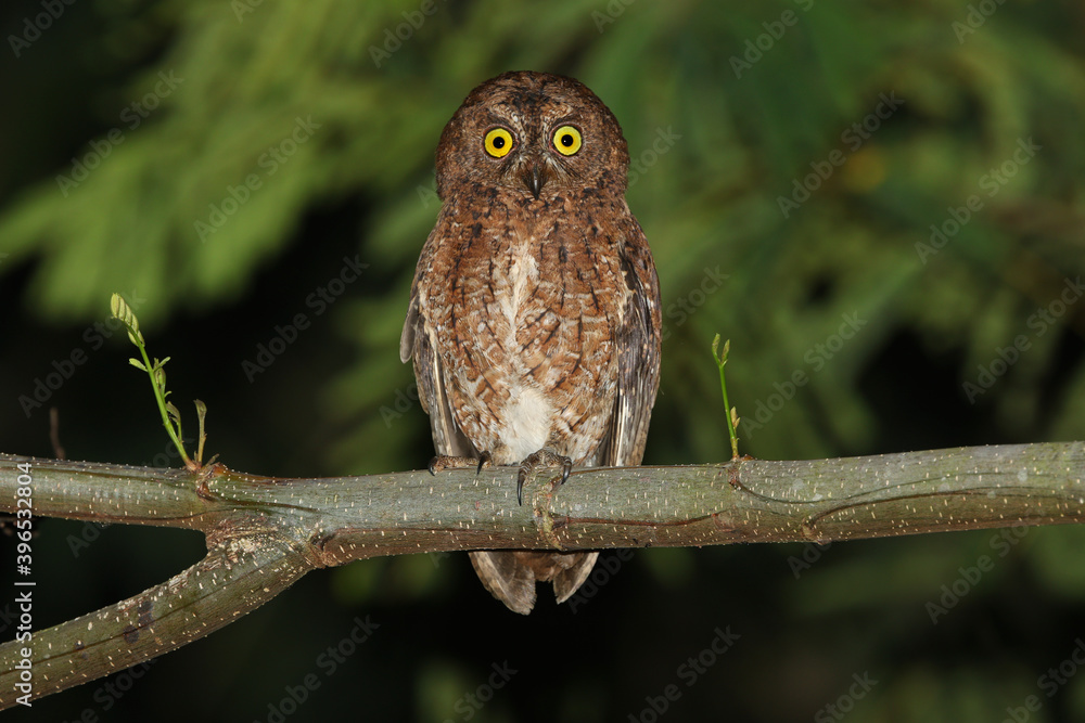 Sula scops ow,l Otus sulaensis Sula scops ow,l Otus sulaensis