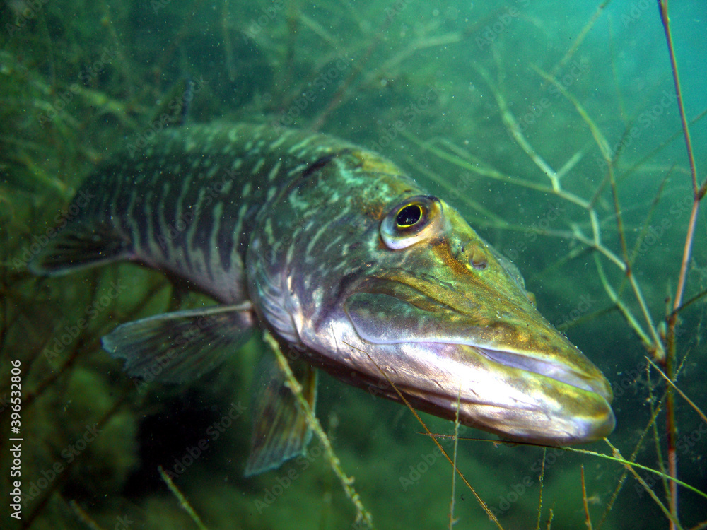 Naklejka premium Hecht im Kulkwitzer See