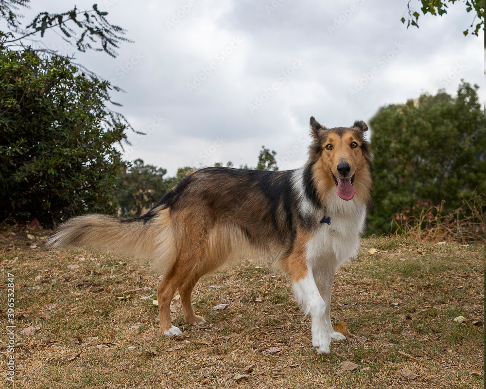 happy purebred collie dog standing outdoor in a park in autumn happy purebred collie dog standing outdoor in a park in autumn
