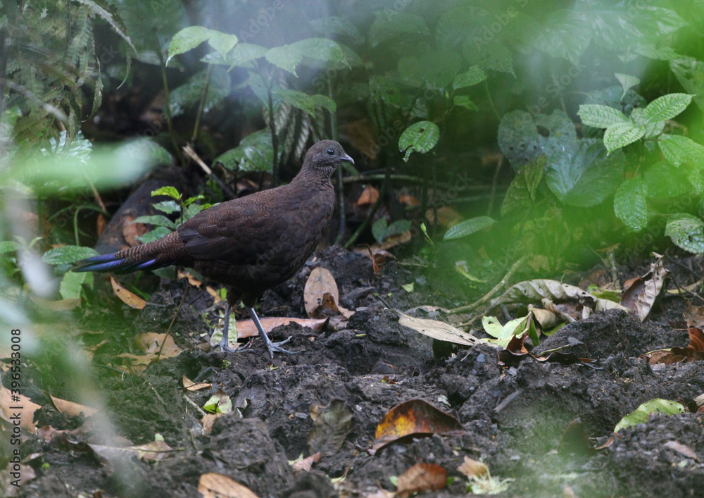 Obraz premium Sumatran peacock-pheasant, Polyplectron chalcurum