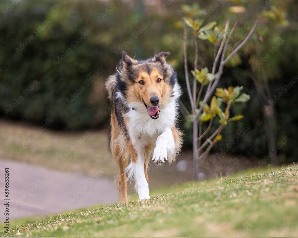 portrait of happy collie dog running and jumping outside in nature portrait of happy collie dog running and jumping outside in nature