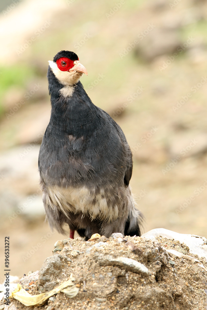 Obraz premium Tibetan eared Pheasant, Crossoptilon harmani