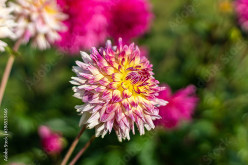 Decorative multicolored (white-yellow -dark rose) dahlia in sunny autumn morning. Blur background.