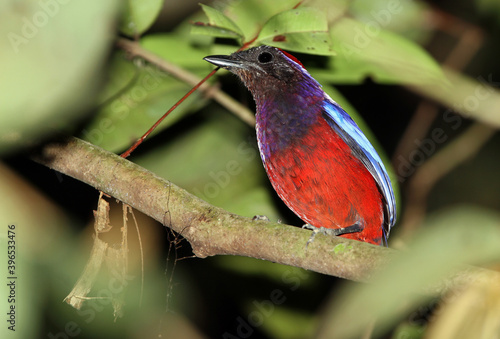 Garnet Pitta, Erythropitta granatina photo