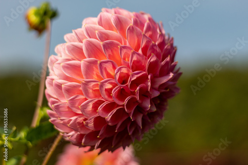 Dully rose colored dahlia in autumn in Botanical garden. Blur background. From the side. photo