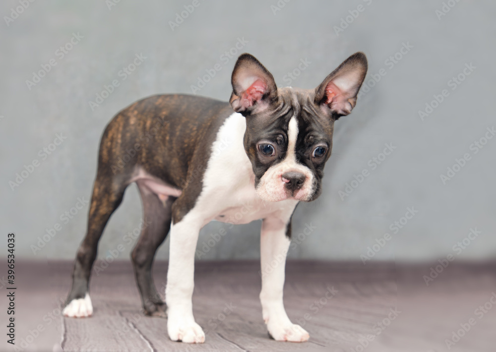 A Boston Terrier puppy stands on a gray background
